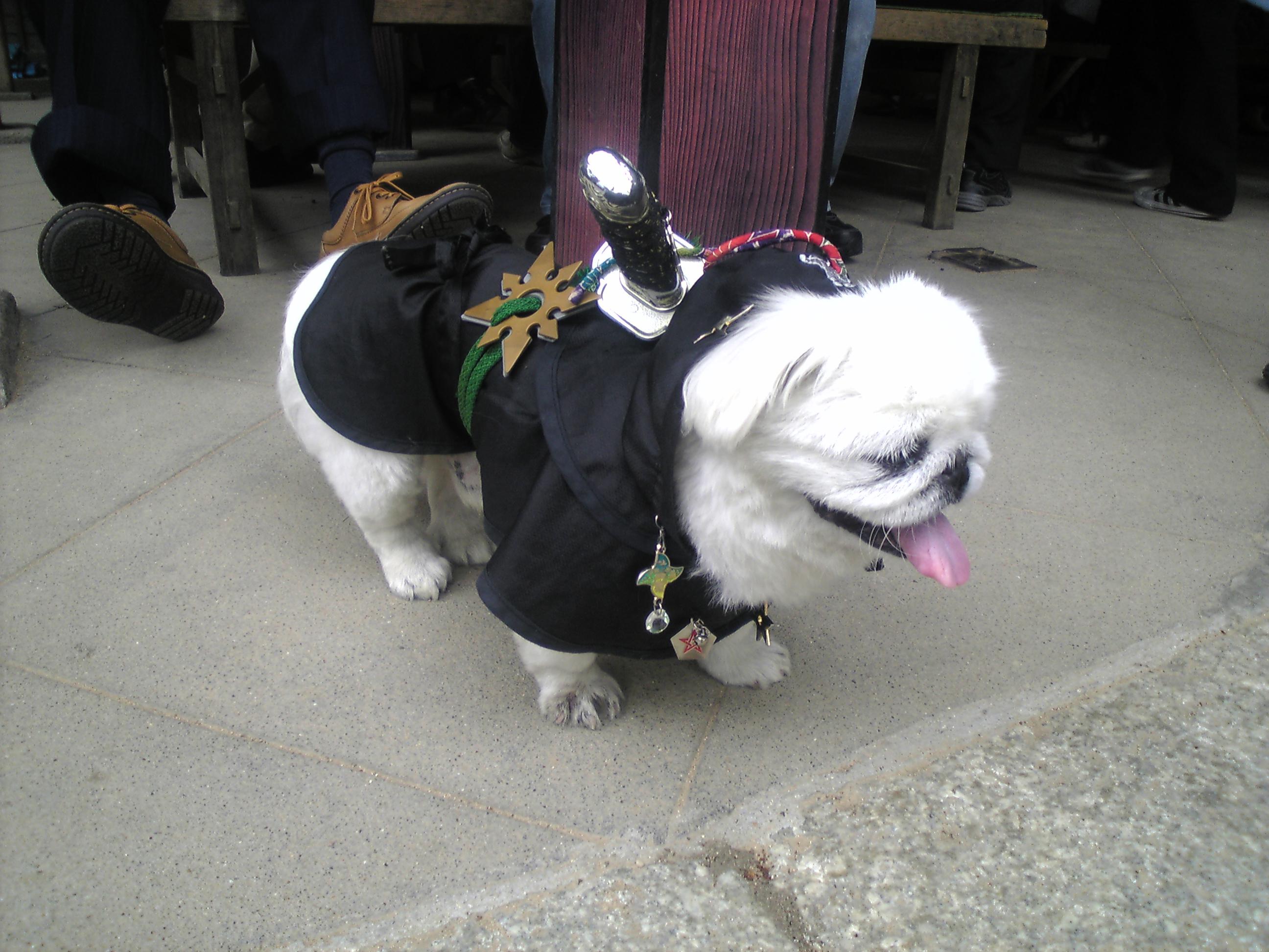 Even the dogs in Japan can samurai! Okay, that's not true. But
