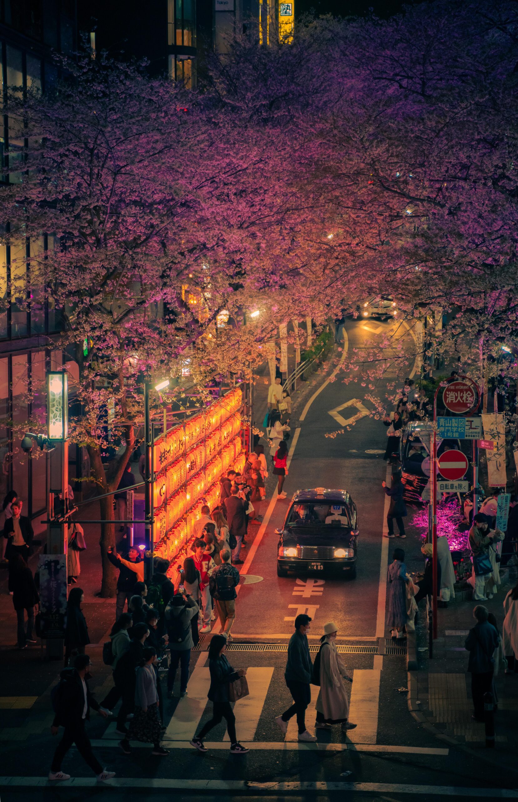 Neon sakura - Lonely Japan