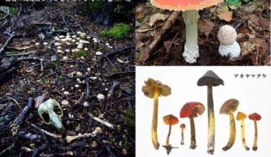 30th Kansai Mycological Club’s annual mushroom exhibition this weekend at Kyoto Botanical Garden