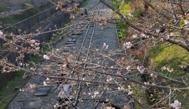 Instead of the forecasted early sakura season, Kyoto got 10 days of cold and rain. It's starting now, but most places seem to be at about 10-20%
