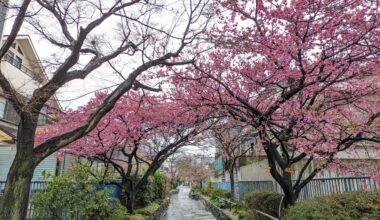 Are you ready for Yodo Sakura?