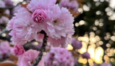 I’m so happy I caught the end of hanami ❤️