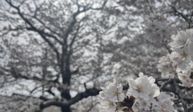 Sakura on Philosophers Path.