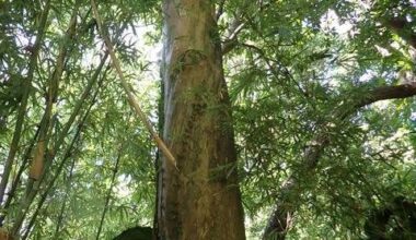 Historic forest discovered at US ammo storage site on Okinawa