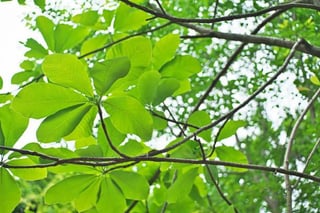 Where could I see Bigleaf Magnolia (magnolia obovata / hōnoki / ホオノキ ) trees in person? I was told they could be found in the forest east of the city, but does anyone have a more precise location? I am working on a project that uses their wood, but I would love to see them alive too!