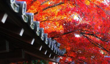 Late arriving autumn colors this year. Managed to catch some at peak in a little temple in my neighborhood on Monday.