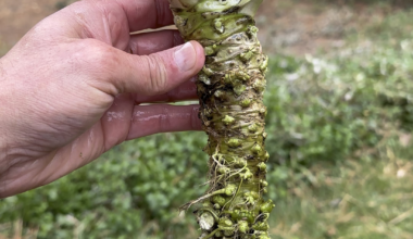Sawa Wasabi - Misho