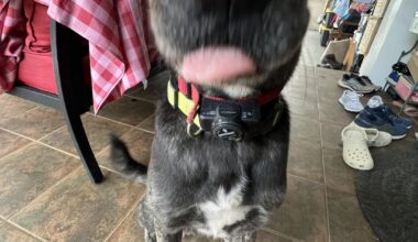 Moving with a pet into Okinawa