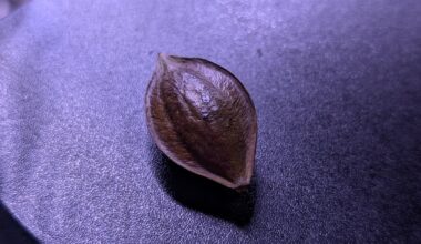 Can anyone identify this seed pod?