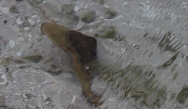 Sea creature?