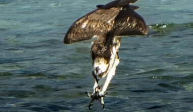 An Osprey fishing near American Village