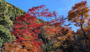 Momijigari at Minoh Falls