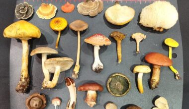 Mushroom Exhibition at Kyoto Botanical Gardens and surrounding area