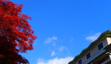 Autumn leaves current conditions downtown Kyoto Nov. 30