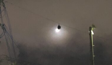 Huge bat I saw while walking my dog last night