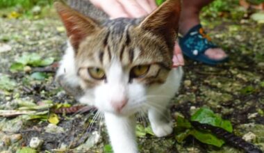 Little stray cat on Ishigaki / help needed
