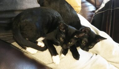 Renting a detached house that takes 2 cats?