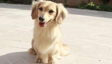 Looking for an English cream Kaninchen or miniature dachshund on island