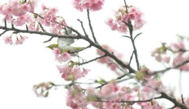 Hit the road for Okinawa’s beautiful cherry blossoms