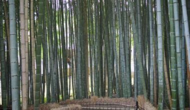 Kyoto in green