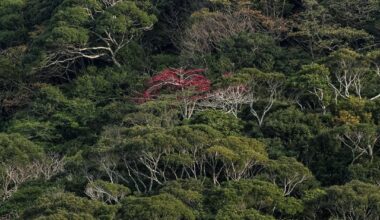 A lone, red tree stands amongst the greenery around the Hija River. Taken from the Nagao Bridge in Northern Okinawa