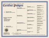 Purebred Shiba Inu - Any Import or In-Japan Benefits with Full Pedigree Paperwork?