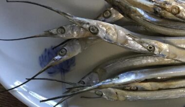 Halfbeak