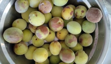 Are these plums okay to use for Umeshu?