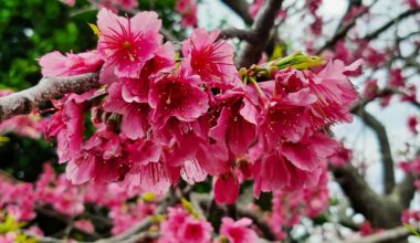 Sakura at Nakijin-jo, Motobu two days ago
