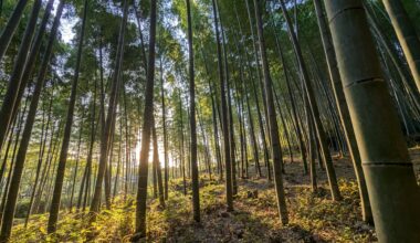 I took that picture at Arashiyama