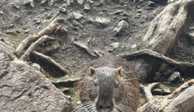 Begging coypu