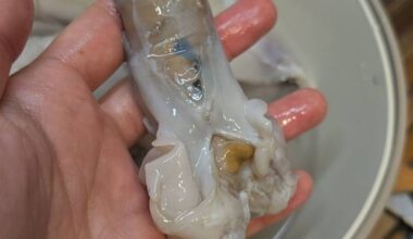 Octopus roe and orange matter?