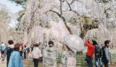 Kyoto Imperial Palace in full bloom 🌸