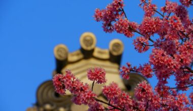 The Okame cherry trees at Chotokuji in Demachiyanagi always bloom early.
