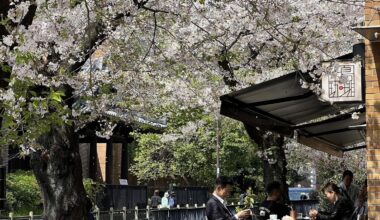 Ueno Park during peak bloom a couple weeks ago