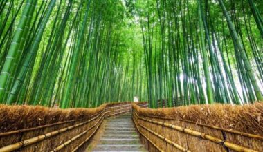 Next Green Drinks Kyoto - May 14 6:30pm