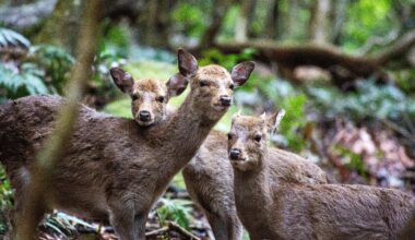 Yakushima