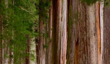 After seeing a photo of them on reddit years ago, I finally visited the alley of 400-year-old cedars at Togakushi Shrine [OC] Nagano Prefecture, Japan