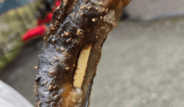Fish on a stick