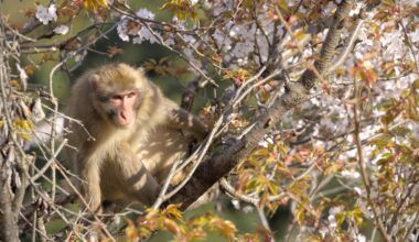 Monkey in Arashiyama park, Kyoto