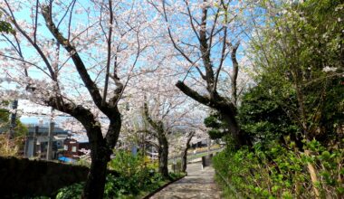 Sakura ( Odawara city Kozu )
