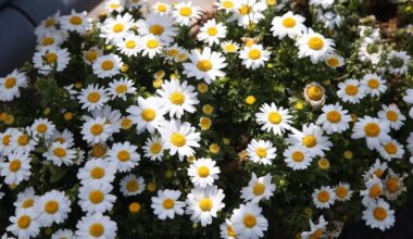 Potted Flowers in Yamashina, Kyoto