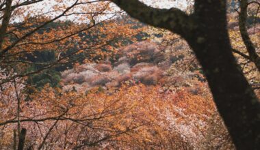 Mt Yoshino Cherry Blossom