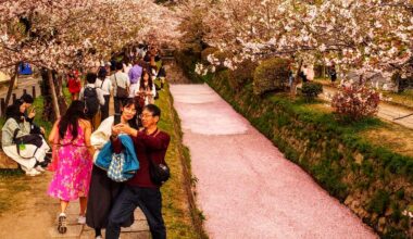 At the end of Sakura season, Mother Nature rolls out the pink carpet of mono-no-aware on the Ginkakuji-michi canal