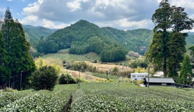 Wazuka green tea farm