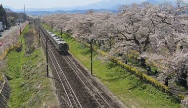Sakura in Funaoka