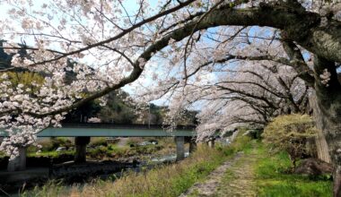 Sakura ( Odawara city Kazamatsuri )