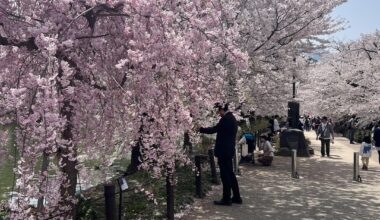 Hanami at Garyu Koen (Suzaka City, Nagano)