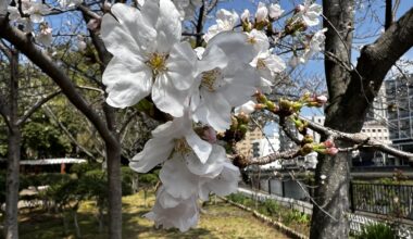 My favorite closeup picture of Sakura I took at Sasebo Park, Nagasaki prefecture
