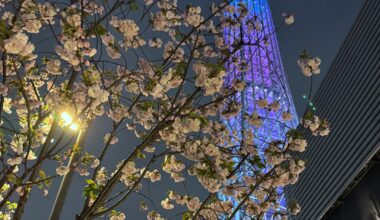 Sakura Tree Meets Skytree